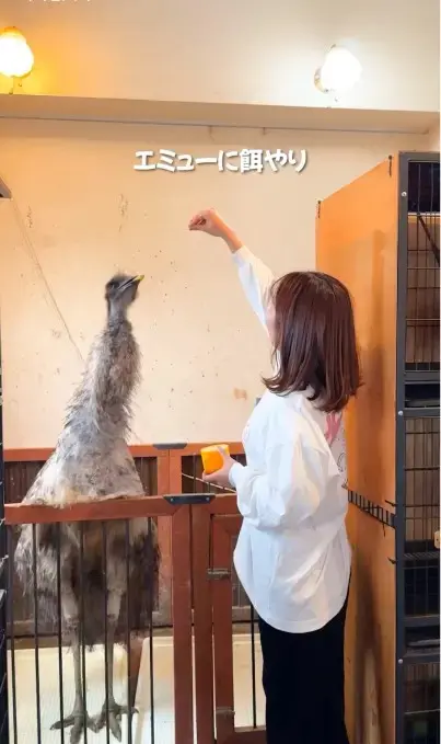 アニマルカフェ不可思議のSNS動画の映像シーン