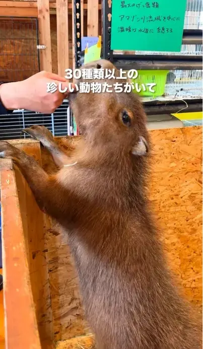 アニマルカフェ不可思議のSNS動画制作のワンカット