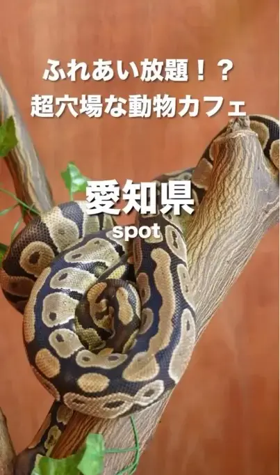 アニマルカフェ ExoHouse動画制作事例